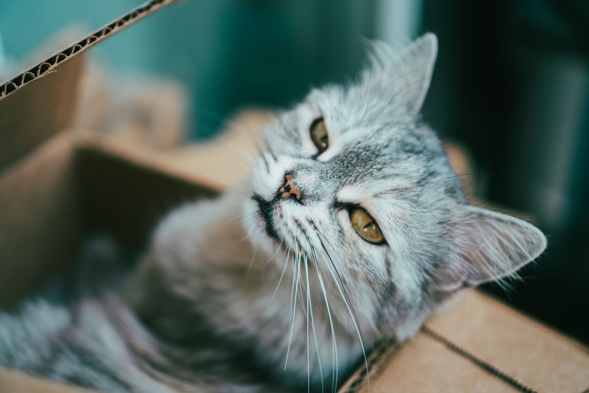 화장실에 앉아 있는 고양이