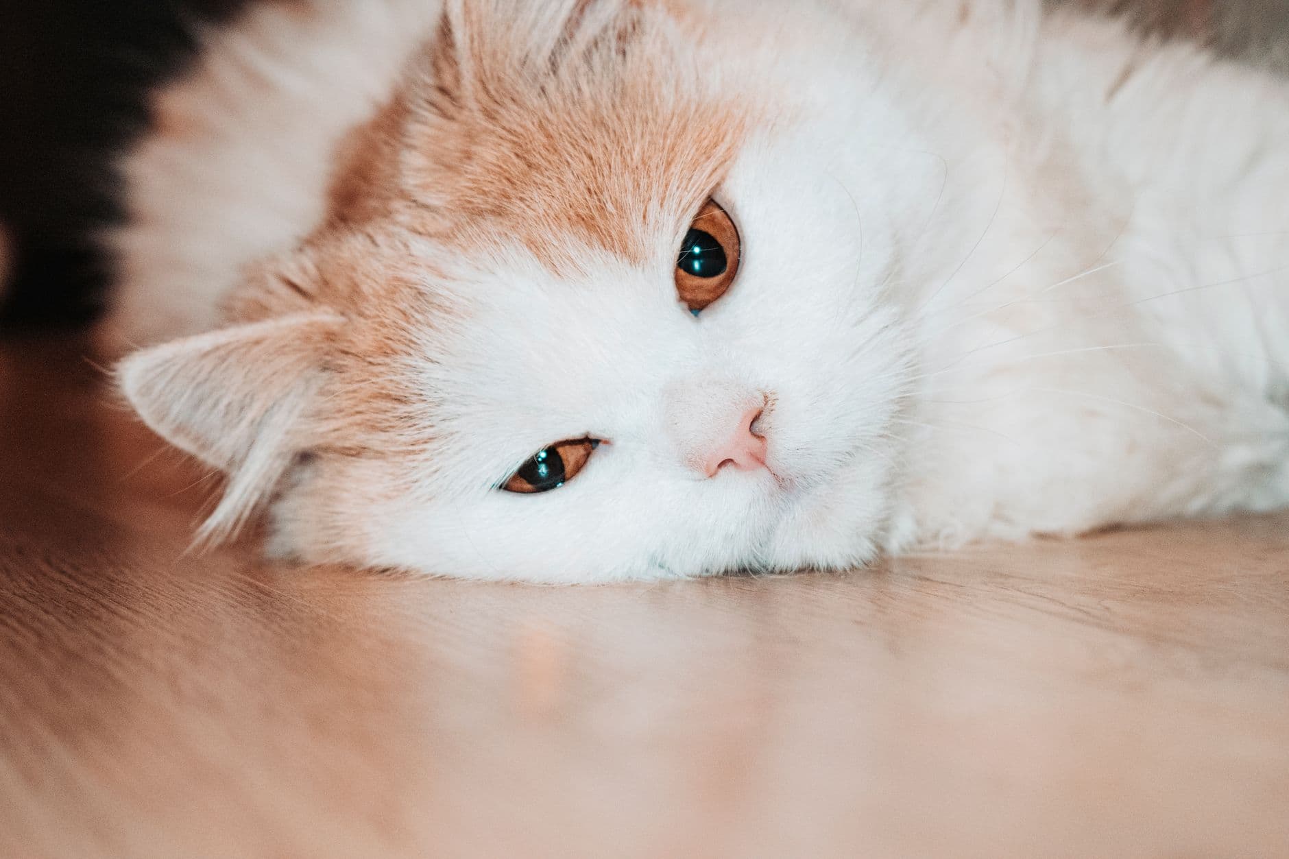 웅크리고 있는 고양이